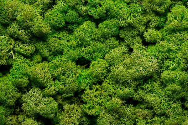 Grüne Moos Textur Wallpaper Hintergrund Mit Kopierraum — Stockfoto