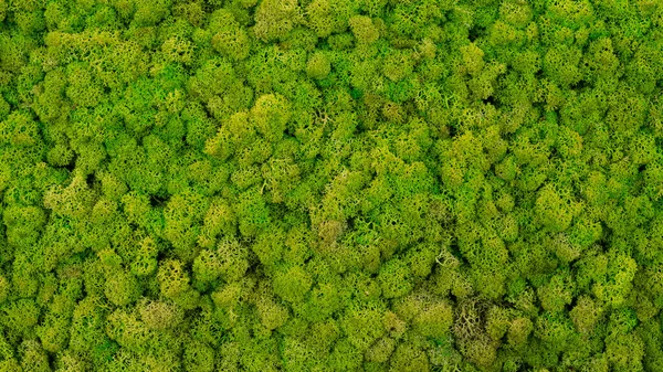 Green Moss Texture Wallpaper Background Copy Space Royalty Free Stock Images