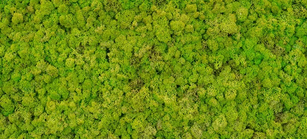 Grüne Moos Textur Wallpaper Hintergrund Mit Kopierraum — Stockfoto