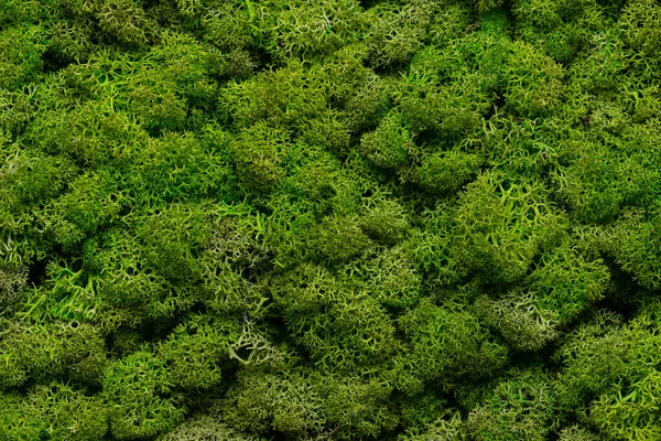 Grüne Moos Textur Wallpaper Hintergrund Mit Kopierraum — Stockfoto