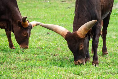 Ankole Watusi Longhorn yeşil çayırda, Afrikalı inek Watusi ot yer, Afrika çiftlik hayvanları