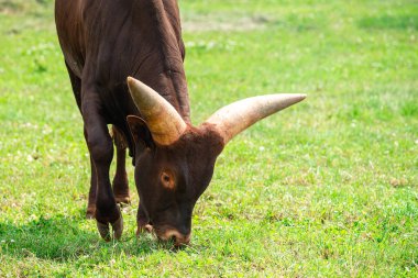 Ankole Watusi Longhorn yeşil çayırda, Afrikalı inek Watusi ot yer, Afrika çiftlik hayvanları