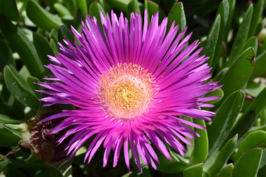 Kırmızı domuz suratlı makro Carpobrotus edulis.