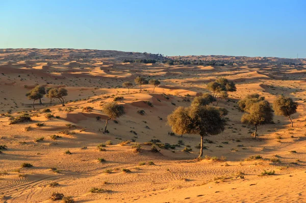Yellow Dunes on suunset desert, Sharjah, — Stock Photo, Image