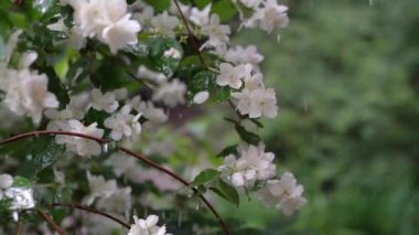 Yağmurlu bir günde yeşil yapraklar ve çimenler üzerinde yasemin çalılarının beyaz çiçekleri olan bir video. Yaz zamanı. Yağmurdan sonra taze çiçekler. Düşük hareket..
