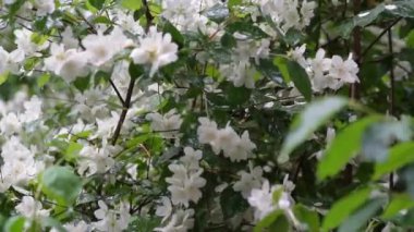 Yağmurlu bir günde yeşil yapraklar ve çimenler üzerinde yasemin çalılarının beyaz çiçekleri olan bir video. Yaz zamanı. Yağmurdan sonra taze çiçekler. Düşük hareket..