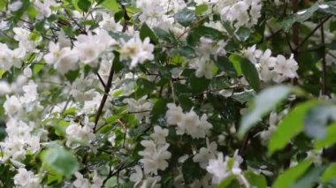 Yağmurlu bir günde yeşil yapraklar ve çimenler üzerinde yasemin çalılarının beyaz çiçekleri olan bir video. Yaz zamanı. Yağmurdan sonra taze çiçekler. Düşük hareket..