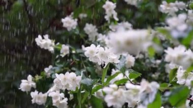 Yağmurlu bir günde yeşil yapraklar ve çimenler üzerinde yasemin çalılarının beyaz çiçekleri olan bir video. Yaz zamanı. Yağmurdan sonra taze çiçekler. Düşük hareket..