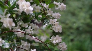 Yağmurlu bir günde yeşil yapraklar ve çimenler üzerinde yasemin çalılarının beyaz çiçekleri olan bir video. Yaz zamanı. Yağmurdan sonra taze çiçekler. Düşük hareket..