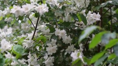 Yağmurlu bir günde yeşil yapraklar ve çimenler üzerinde yasemin çalılarının beyaz çiçekleri olan bir video. Yaz zamanı. Yağmurdan sonra taze çiçekler. Düşük hareket..