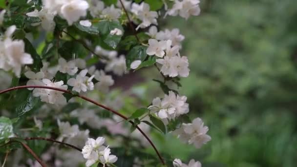 Video Met Witte Bloemen Van Een Jasmijnstruik Een Achtergrond Van — Stockvideo