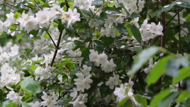 Videó Fehér Virágokkal Egy Jázmin Bokorból Zöld Levelek Hátterében Egy — Stock videók