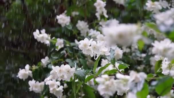 Jasmim arbusto floração no verão vídeo, stock footage sem royalties ©  Lakschmi #312452312