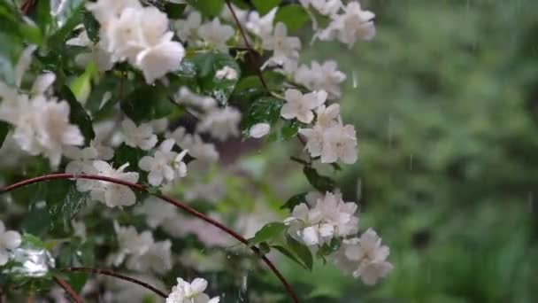 Video Met Witte Bloemen Van Een Jasmijnstruik Een Achtergrond Van — Stockvideo