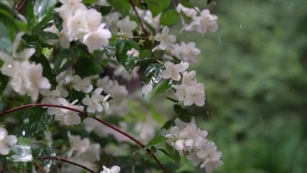 Video Met Witte Bloemen Van Een Jasmijnstruik Een Achtergrond Van — Stockvideo