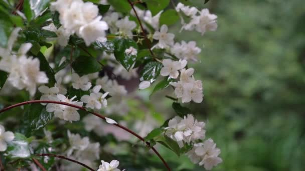 Video Met Witte Bloemen Van Een Jasmijnstruik Een Achtergrond Van — Stockvideo