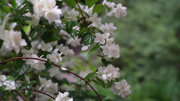 雨の日に緑の葉や草を背景にジャスミンの茂みの白い花とビデオ 夏時間だ 雨の後の新鮮な花 — ストック動画