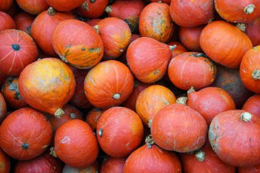 Çeşitli kabak çeşitleri, yaklaşın. Sonbahar hasadı.