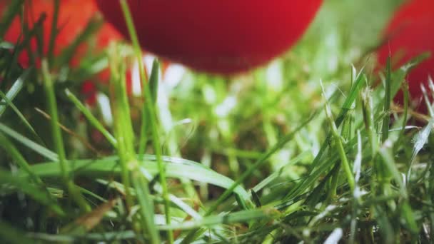 スローモーション撮影、草の上に落ちる赤い完熟トマト — ストック動画