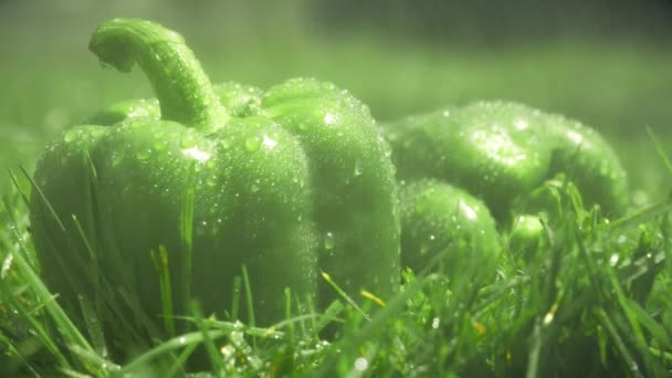 Gieten van water op groene paprika — Stockvideo