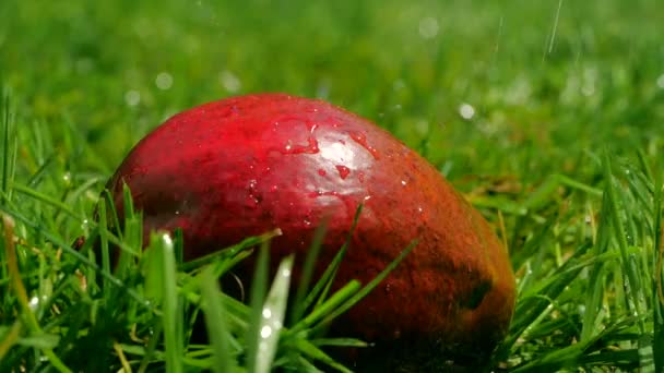 Derramando água na fruta de manga na grama, tiro em câmera lenta — Vídeo de Stock