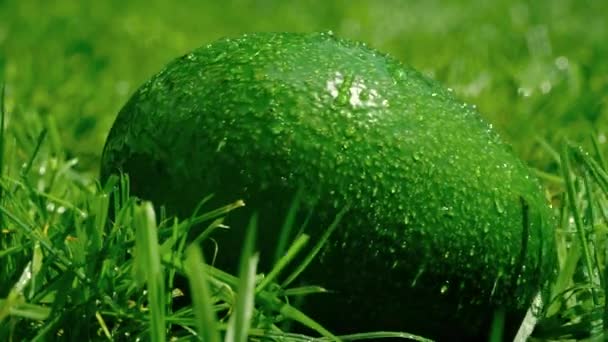 Nasse grüne Avocado fällt auf das Gras, Zeitlupenschuss — Stockvideo