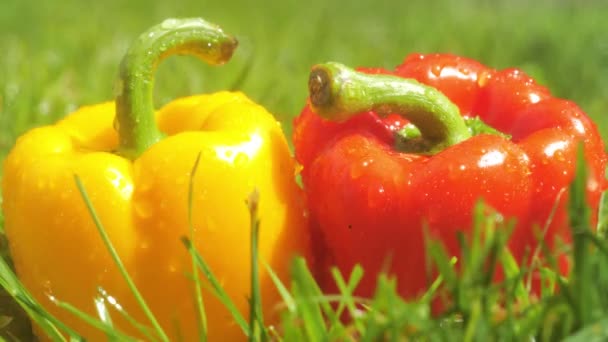 Stänk vatten på röd och gul paprika — Stockvideo
