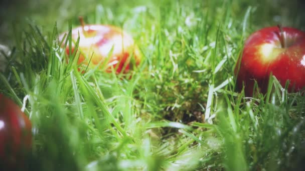 Slow motion shot av rött äpple faller på gräset — Stockvideo