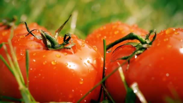 Slow-motion shot van water wordt gegoten op rijpe tomaten — Stockvideo