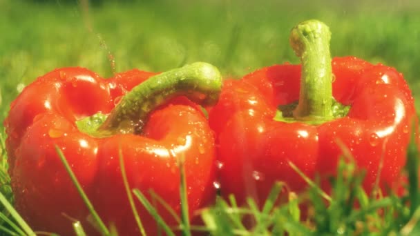 Verter agua sobre pimientos rojos dulces — Vídeo de stock