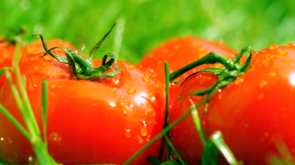 Lanzamiento en cámara lenta de agua espolvoreada sobre tomates rojos — Vídeo de stock