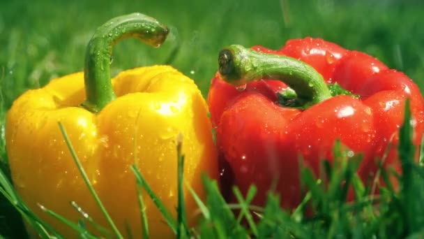 Water splashes on red and yellow sweet peppers, slow motion shot — Stock Video