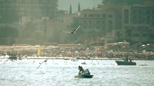 Disparo en cámara lenta de gaviotas volando contra la playa borrosa — Vídeos de Stock