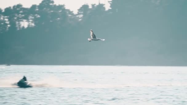 Slow-motion shot van sea gull vliegen over aangemeerde schepen aan de zee — Stockvideo