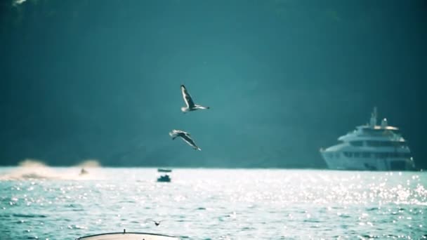 Медленный Кадр Морских Чаек Летящих Против Роскошной Яхты — стоковое видео