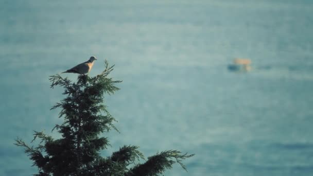 Птица, летящая с вершины дерева на фоне морских пейзажей, замедленная съемка — стоковое видео