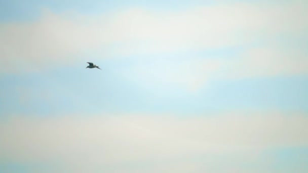 Lento tiro em movimento de uma gaivota do mar voando no céu — Vídeo de Stock