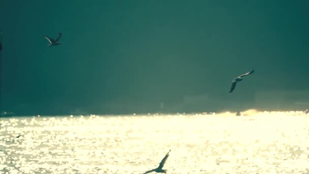 Lento tiro em movimento de gaivotas voando no mar — Vídeo de Stock