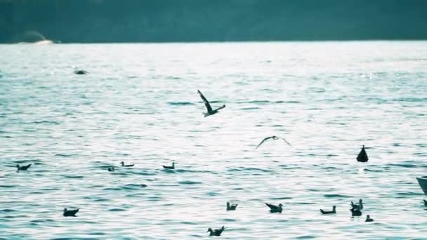 Las gaviotas de mar vuelan y flotan en los barcos de pesca en el mar, video en cámara lenta — Vídeo de stock