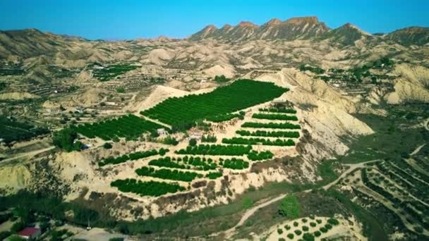 Letecký pohled na prostředí typická sadů ve Španělsku — Stock video
