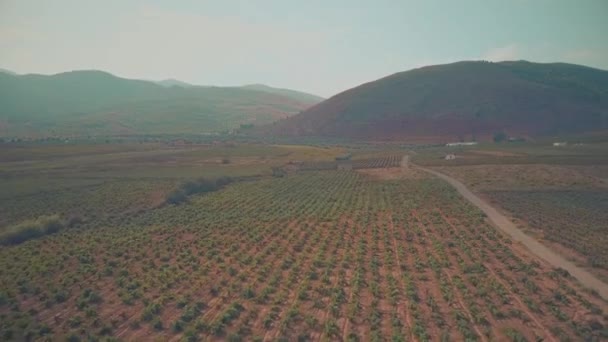 Flug über die Hochland-Weinberge in Andalusien, Spanien — Stockvideo