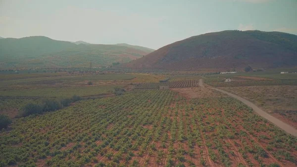 Vôo sobre vinhedo das terras altas na Andaluzia, Espanha — Fotografia de Stock