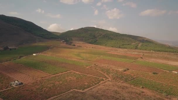 Veduta aerea del vigneto nella zona montuosa della Sierra Nevada, Spagna — Video Stock