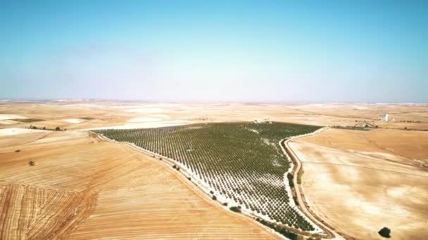 Aerial view of fruit orchard in Spain — Stock Footage Aerial view of fruit orchard in Spain Royalty Free Stock Video