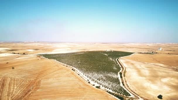 Vista aérea del huerto de frutas en España — Vídeos de Stock