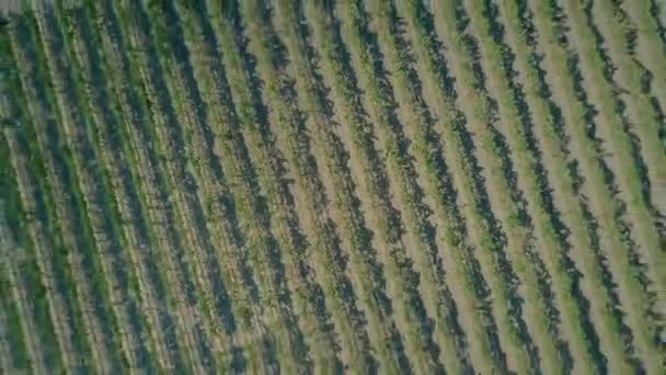 Vue aérienne de haut en bas d'un grand vignoble — Video