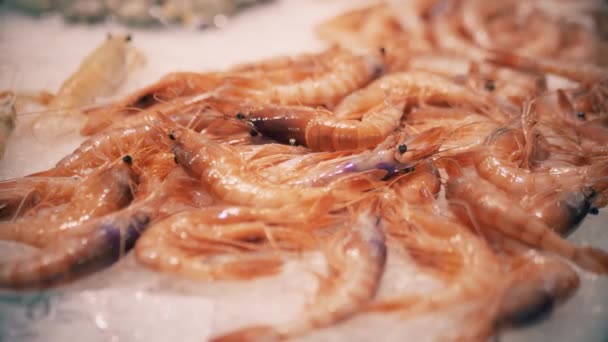 Crevettes sur glace. Marché des fruits de mer étal — Video