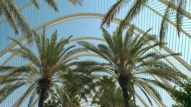 В солнечный летний день прогулка по пальмам, вид под низким углом. Валенсия, Испания — стоковое видео
