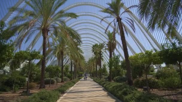 Steadicam promenade le long des palmiers ruelle par une journée d'été ensoleillée — Video