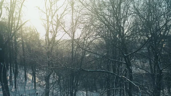 Aerial view of leafless trees in snowy park against blazing sun — Stock Photo, Image